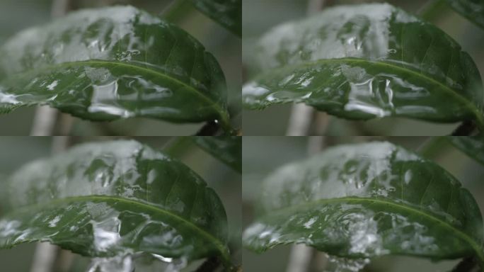 茶叶茶园普洱雨滴茶树叶滴水水滴叶子绿叶茶