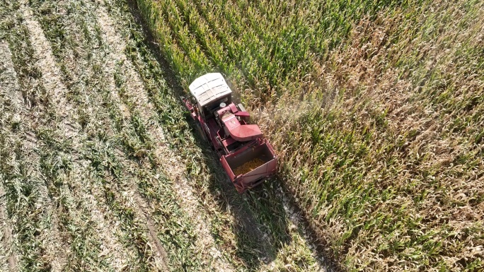 金秋玉米制种喜获丰收 机械收割 甘肃张掖