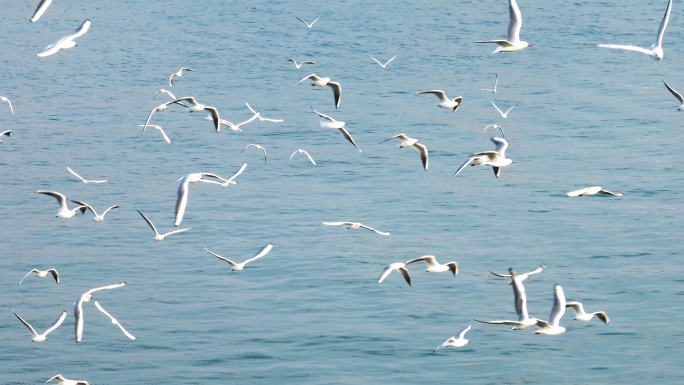 海鸥飞翔 海鸟飞翔 海鸥群