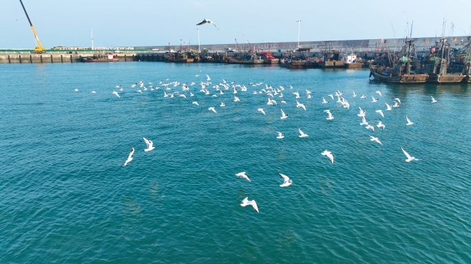 海鸥飞翔 海鸟飞翔 海鸥群