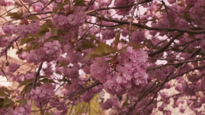 盛开的樱花树特写。樱花在春风中摇曳的电影镜头。粉红色的樱花娇嫩恬静，给人宁静。在樱花树下漫步，享受春