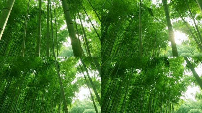 鲜绿竹林速生产地