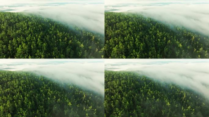 航拍大兴安岭莫尔道嘎国家森林公园晨雾