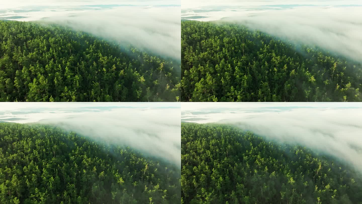 航拍大兴安岭莫尔道嘎国家森林公园晨雾