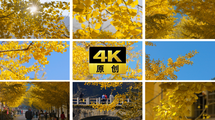 秋天银杏变黄 唯美秋日森林风景 美丽中国