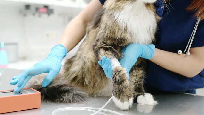 兽医测量雄猫血压的特写视频。兽医在兽医诊所检查一只缅因库恩猫。