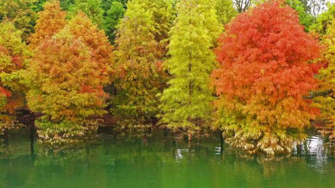 湖中的红杉树