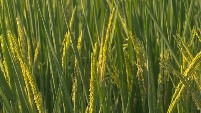 夕阳下金色的水稻穗稻花大米
