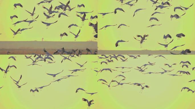 鄱阳湖候鸟起飞