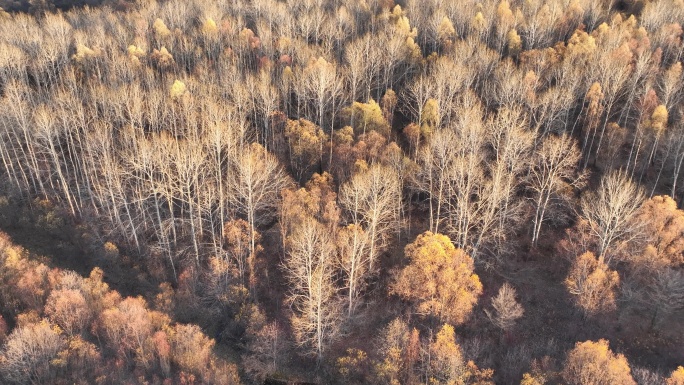 鸟瞰晚秋油画效果的森林