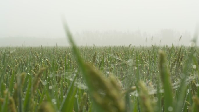 清晨薄雾笼罩的水稻田野露珠