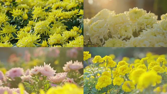 4k唯美黄菊花花朵春暖花开空镜头