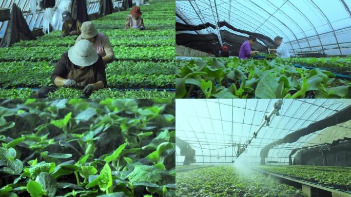 蔬菜育苗 生产基地