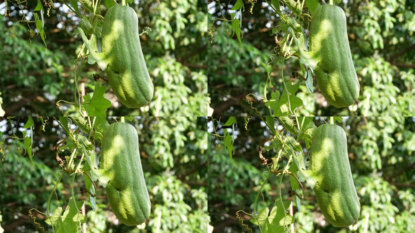 丝瓜种植蔬菜种植