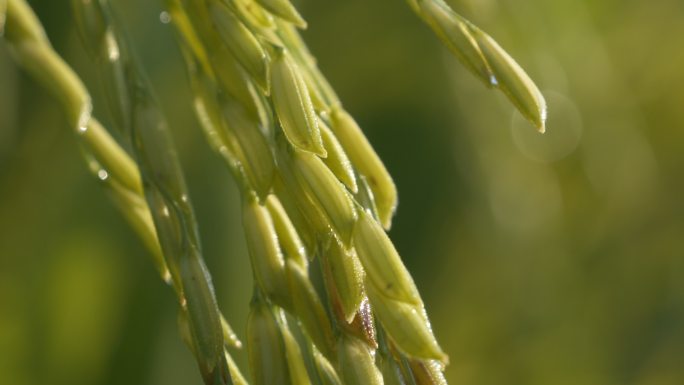 清晨水稻露珠滴水滋润灌溉