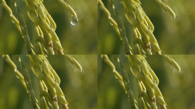 清晨水稻露珠滴水滋润灌溉