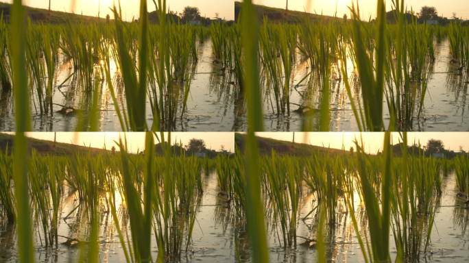 清晨阳光照射在田野水稻秧苗上