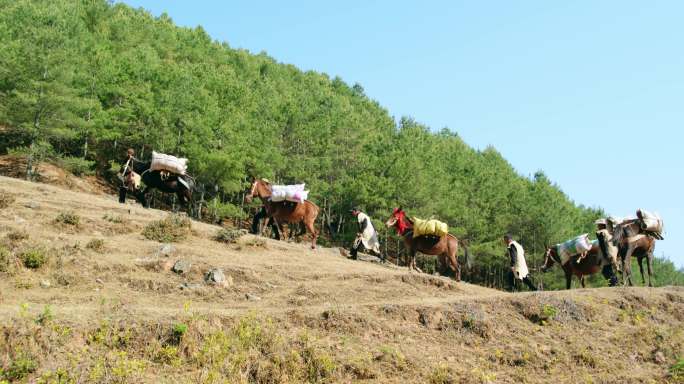 马帮 茶马古道 马帮行走在山路