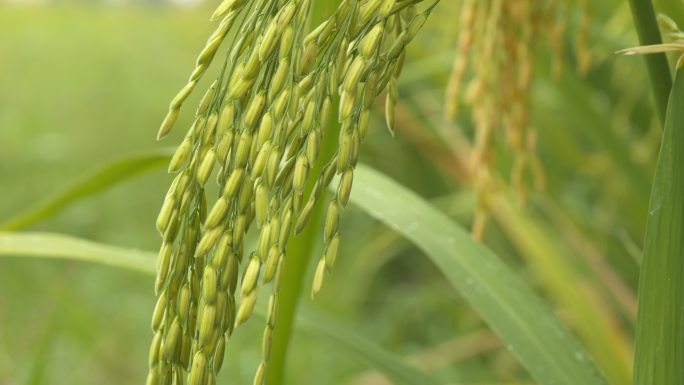 夏末水稻穗成熟丰收青蛙鸣