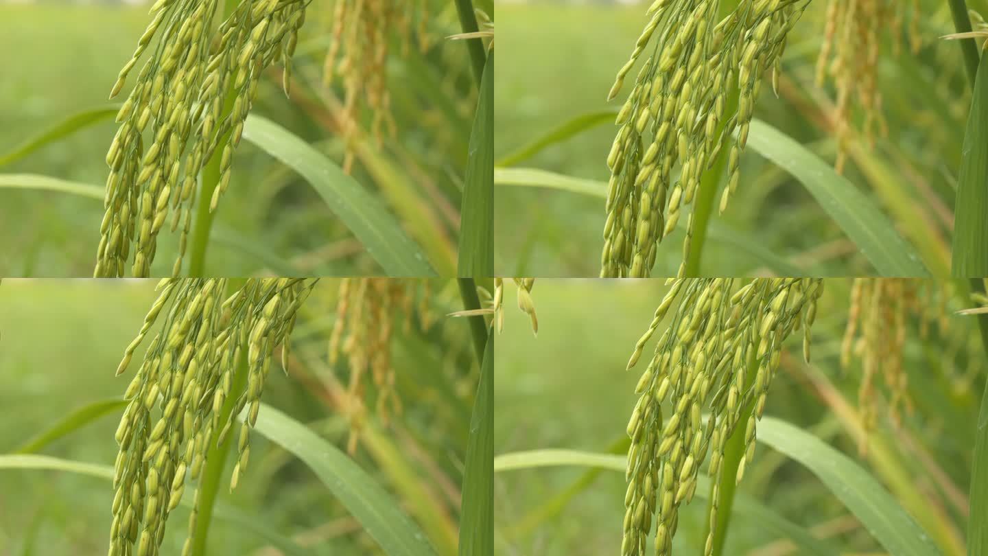 夏末水稻穗成熟丰收青蛙鸣