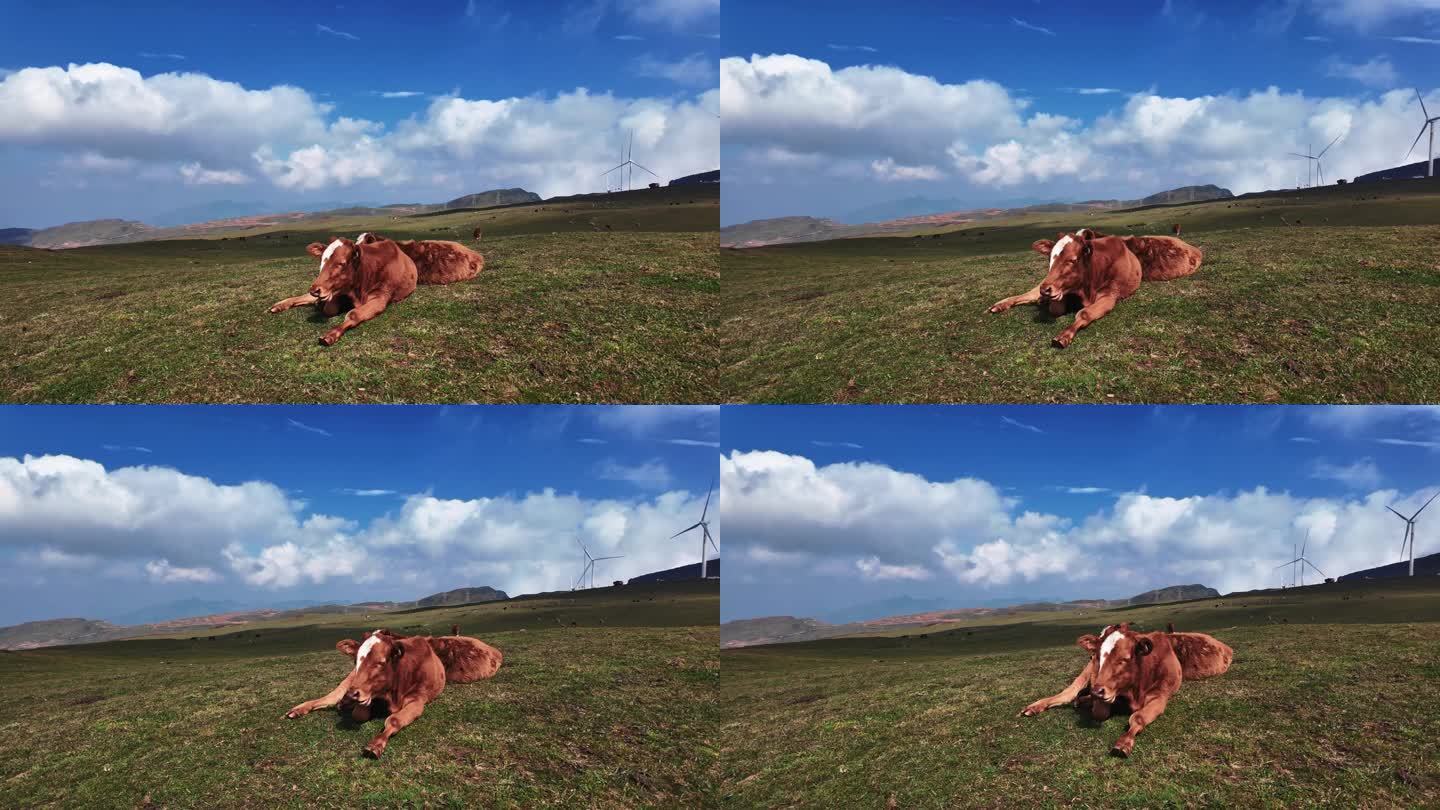 4K草原动物牛实拍视频