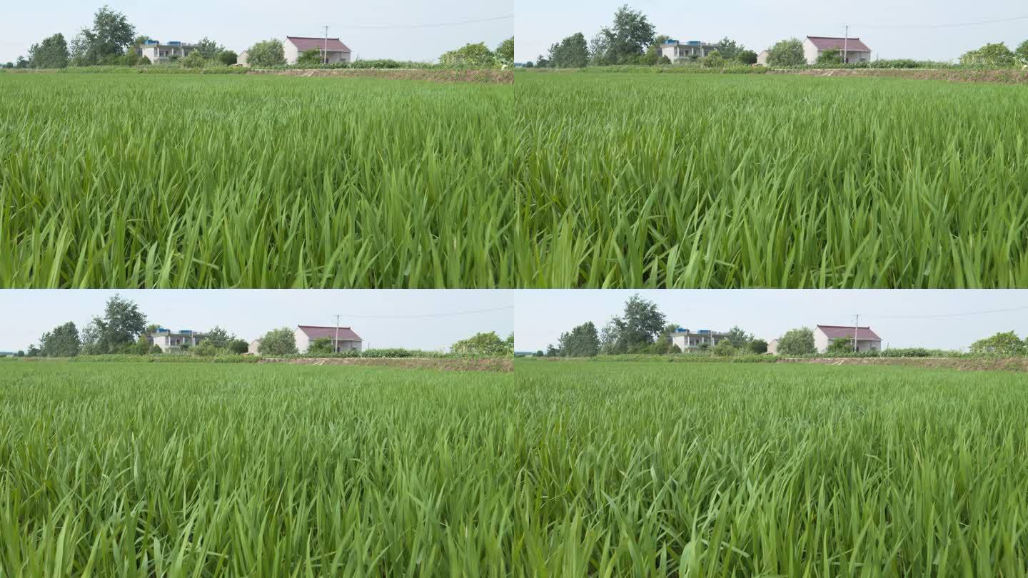农村水稻小麦扶着微风唯美静谧