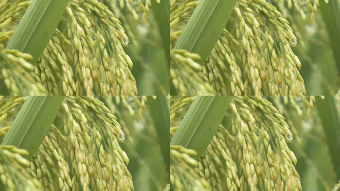 夏末雨水滋润水稻穗五常大米