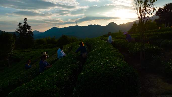 三江布央茶园采茶