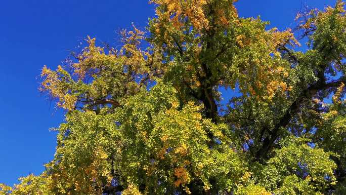 巢湖天台禅寺千年古银杏树