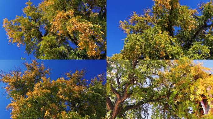 巢湖天台禅寺千年古银杏树