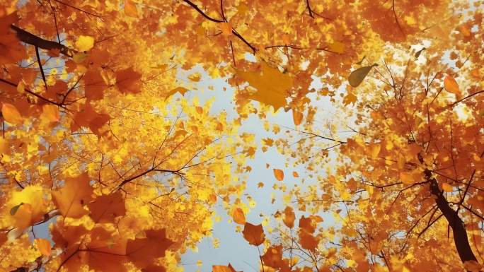 秋天森林黄叶红叶树叶飘落