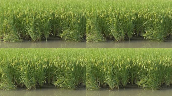 水田野水稻穗粮食丰收五常大米