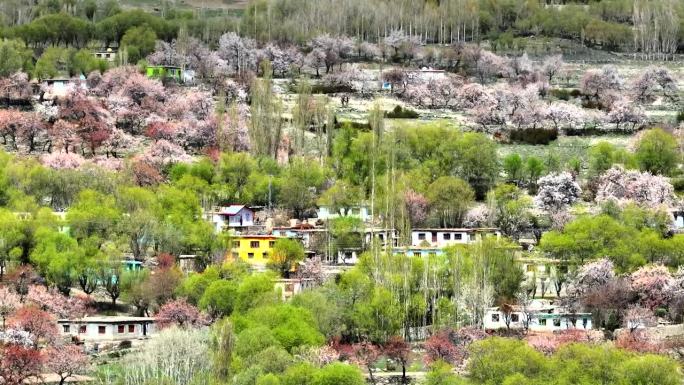 鸟瞰美丽盛开的樱花自然风光景观季节在春达山谷的一个著名的目的地斯卡杜在巴基斯坦