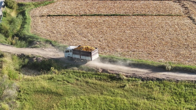 忙碌在田间地头的拖拉机里装满了金色玉米