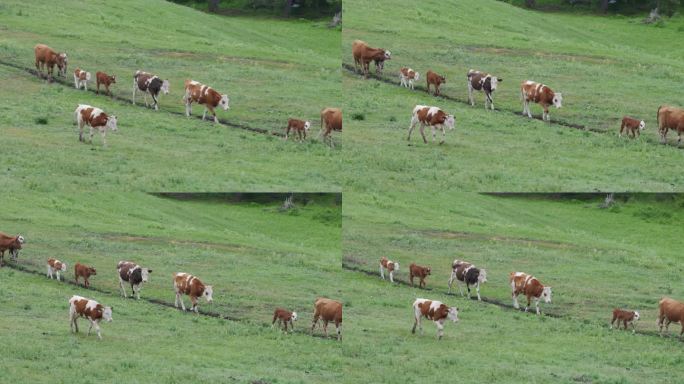 新疆喀纳斯草原上的牛群