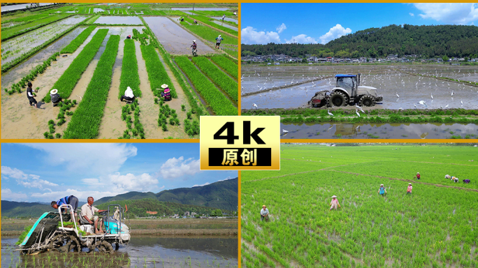 水稻种植育苗插秧收获水稻乡村振兴农业农田