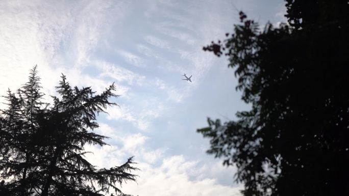 飞机在头顶飞过穿过树梢 大飞机飞过树林