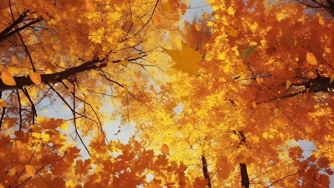 秋天森林黄叶红叶树叶飘落