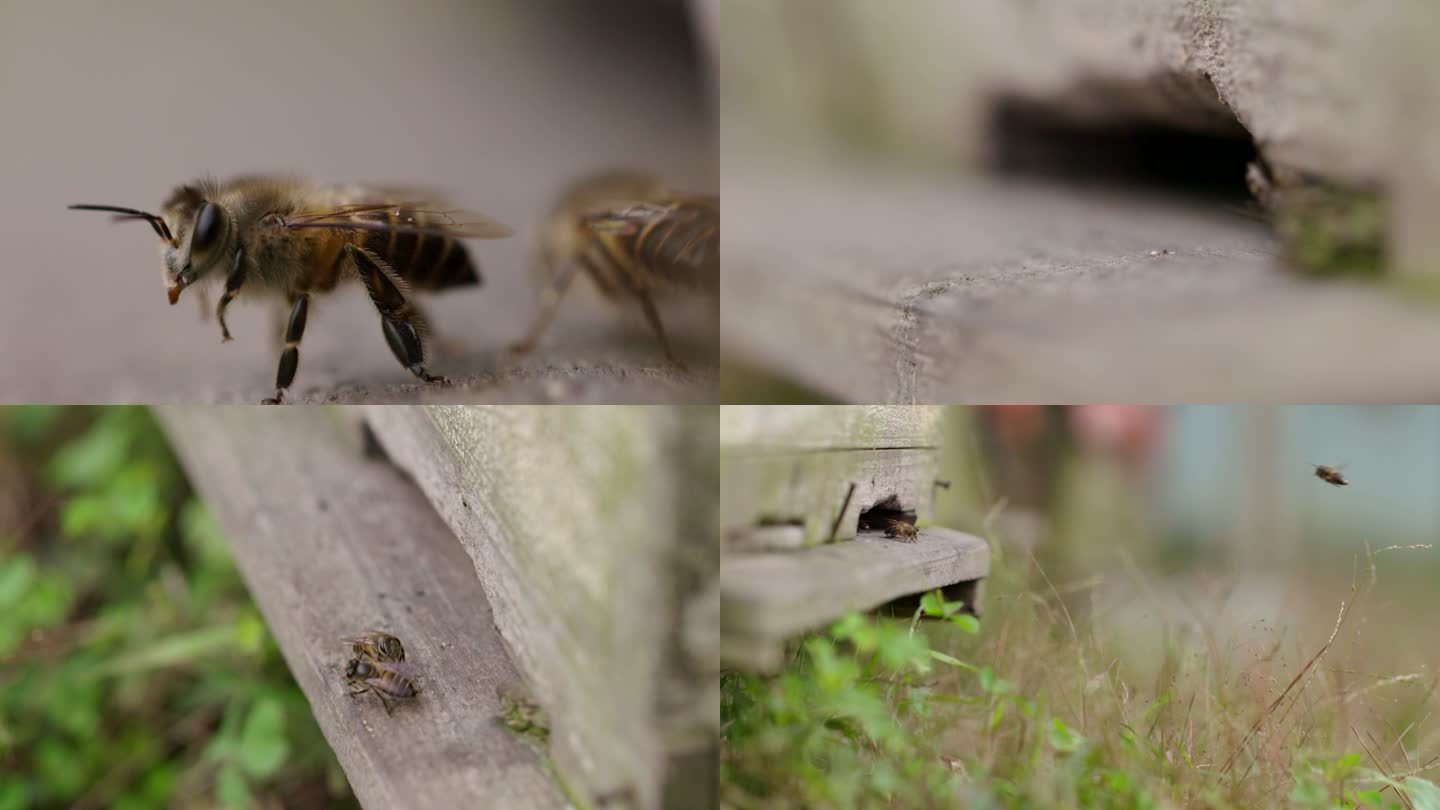 蜂箱口蜜蜂慢镜头