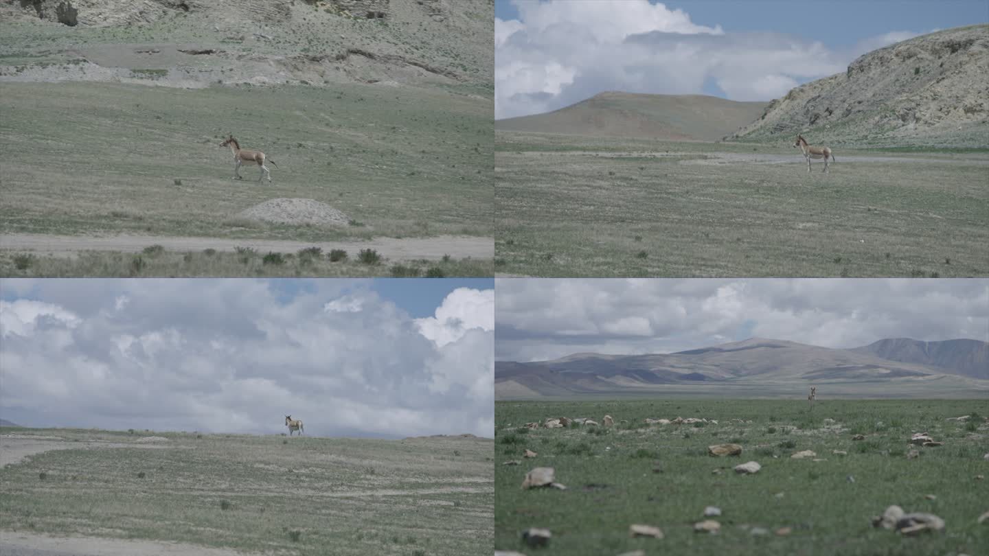 西藏野驴