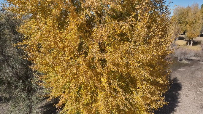 秋天金色的杨树