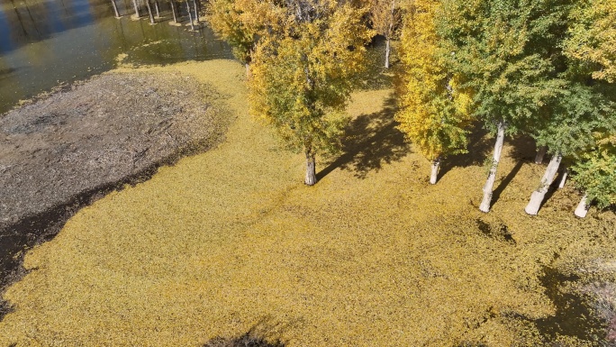 秋天金色的杨树