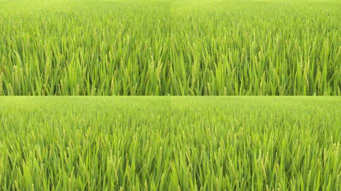 夏末成熟水稻随风摇曳丰收季节