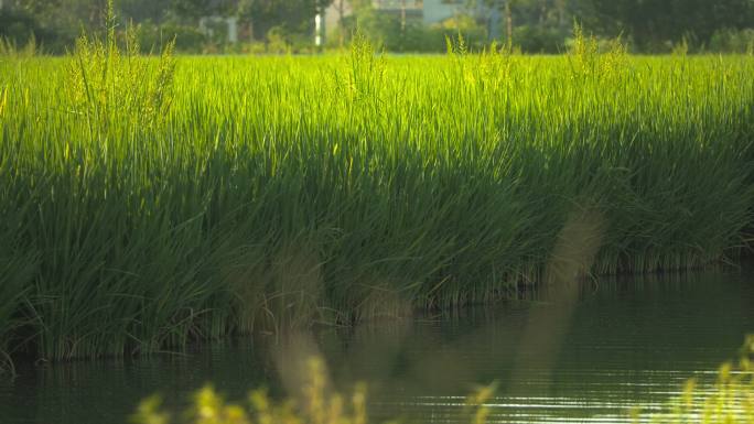农村水稻田野五常大米粮食丰收