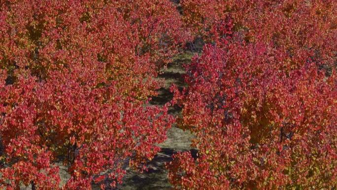 航拍秋季杏树林