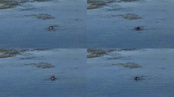 新安江斑嘴鸭觅食