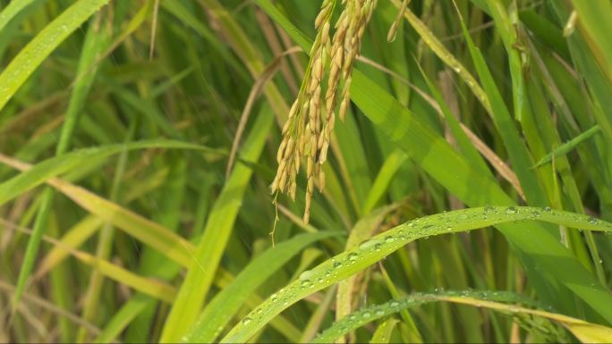 水稻田野农村下雨滋润灌溉