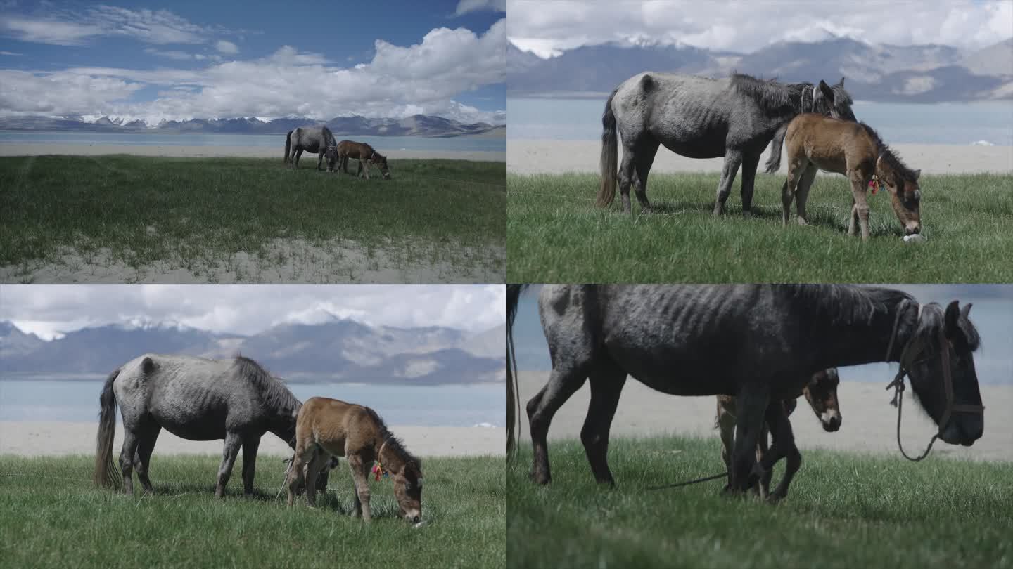 西藏 马吃草
