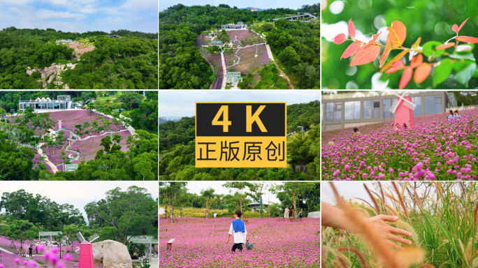 厦门山海健康步道梅海花台4K航拍