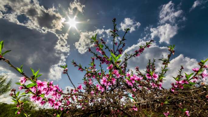 仁寿·菜花坞